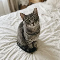 灰色の猫の写真のアイコン